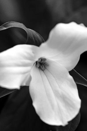 Trillium Black And White